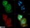 Solute Carrier Family 2 Member 2 antibody, NBP2-22218, Novus Biologicals, Immunofluorescence image 