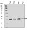 DCTP Pyrophosphatase 1 antibody, A11334-1, Boster Biological Technology, Western Blot image 