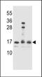 HOP Homeobox antibody, PA5-48205, Invitrogen Antibodies, Western Blot image 