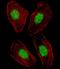 Nuclear Receptor Subfamily 1 Group H Member 3 antibody, PA5-26951, Invitrogen Antibodies, Immunofluorescence image 