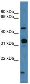 Neuropeptide FF Receptor 2 antibody, TA342654, Origene, Western Blot image 