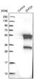 Zinc Finger Protein 24 antibody, NBP1-82866, Novus Biologicals, Western Blot image 