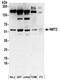 N-Myristoyltransferase 2 antibody, NBP2-32244, Novus Biologicals, Western Blot image 