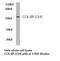 Cholecystokinin B Receptor antibody, LS-C177392, Lifespan Biosciences, Western Blot image 