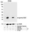 H2AFX antibody, A700-053, Bethyl Labs, Immunoprecipitation image 