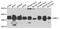 G Protein Subunit Beta 1 Like antibody, A11797, Boster Biological Technology, Western Blot image 