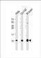 G Protein Subunit Gamma 12 antibody, PA5-49530, Invitrogen Antibodies, Western Blot image 