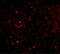 Interleukin 33 antibody, PM-5039, ProSci, Immunofluorescence image 