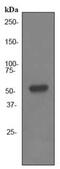 ETS Transcription Factor ERG antibody, ab92513, Abcam, Western Blot image 