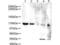 ATPase Family AAA Domain Containing 5 antibody, GTX25429, GeneTex, Western Blot image 