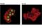 WT1 Transcription Factor antibody, 83535S, Cell Signaling Technology, Immunocytochemistry image 