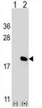IL-17 antibody, AP52185PU-N, Origene, Western Blot image 