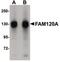 Family With Sequence Similarity 120A antibody, PA5-20800, Invitrogen Antibodies, Western Blot image 