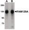 Constitutive coactivator of PPAR-gamma-like protein 1 antibody, PA5-20800, Invitrogen Antibodies, Western Blot image 