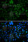 AlkB Homolog 8, TRNA Methyltransferase antibody, A7142, ABclonal Technology, Immunofluorescence image 
