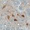 Ret Proto-Oncogene antibody, AF1485, R&D Systems, Immunohistochemistry paraffin image 
