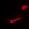 Transthyretin antibody, orb256346, Biorbyt, Immunofluorescence image 