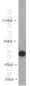 Bardet-Biedl syndrome 4 protein antibody, 12766-1-AP, Proteintech Group, Western Blot image 