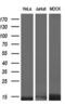 Inhibitor Of DNA Binding 3, HLH Protein antibody, MA5-25000, Invitrogen Antibodies, Western Blot image 