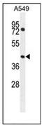 GTP Binding Protein 8 (Putative) antibody, AP51979PU-N, Origene, Western Blot image 