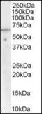 Protein Phosphatase 2 Scaffold Subunit Aalpha antibody, orb89717, Biorbyt, Western Blot image 