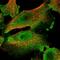 Niban Apoptosis Regulator 2 antibody, PA5-54739, Invitrogen Antibodies, Immunofluorescence image 