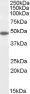 Flotillin 2 antibody, EB05448, Everest Biotech, Western Blot image 