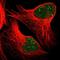 Glycoprotein Integral Membrane 1 antibody, NBP1-84240, Novus Biologicals, Immunofluorescence image 