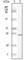 c-Kit antibody, abx010475, Abbexa, Western Blot image 