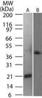 TNF Superfamily Member 11 antibody, TA336347, Origene, Western Blot image 