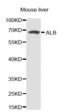 Albumin antibody, abx001204, Abbexa, Western Blot image 