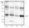 Synaptonemal Complex Protein 3 antibody, TA336946, Origene, Western Blot image 