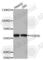 Podocalyxin Like antibody, A5911, ABclonal Technology, Western Blot image 