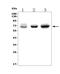 Phosphatidylinositol Binding Clathrin Assembly Protein antibody, A02053-1, Boster Biological Technology, Western Blot image 