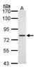 DEAD-Box Helicase 41 antibody, GTX111146, GeneTex, Western Blot image 