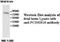 Protocadherin Beta 16 antibody, MBS415616, MyBioSource, Western Blot image 