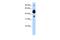 FIC Domain Containing antibody, PA5-42933, Invitrogen Antibodies, Western Blot image 