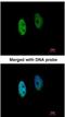 DENN Domain Containing 1B antibody, NBP1-32715, Novus Biologicals, Immunocytochemistry image 