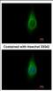 Inositol Monophosphatase 1 antibody, NBP2-16964, Novus Biologicals, Immunofluorescence image 