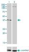 Necdin, MAGE Family Member antibody, H00004692-M02, Novus Biologicals, Western Blot image 