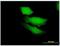 Regulator Of G Protein Signaling 13 antibody, H00006003-B01P, Novus Biologicals, Immunofluorescence image 