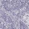 Keratin 25 antibody, NBP2-30606, Novus Biologicals, Immunohistochemistry paraffin image 