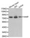 Hedgehog Interacting Protein antibody, abx002327, Abbexa, Western Blot image 