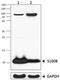 S100 Calcium Binding Protein B antibody, 676603, BioLegend, Western Blot image 