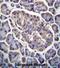 Glycerol-3-Phosphate Dehydrogenase 2 antibody, abx026854, Abbexa, Immunohistochemistry paraffin image 