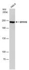 Myosin Heavy Chain 10 antibody, MA5-27768, Invitrogen Antibodies, Western Blot image 