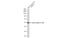 Tubulin Beta 3 Class III antibody, GTX631836, GeneTex, Western Blot image 