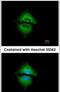 Angiopoietin 2 antibody, PA5-27299, Invitrogen Antibodies, Immunofluorescence image 