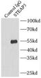 STEAP3 Metalloreductase antibody, FNab08318, FineTest, Immunoprecipitation image 