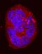 Integrin Subunit Beta 6 antibody, BAF4155, R&D Systems, Immunofluorescence image 